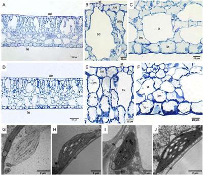 Responses of Leaf Anatomy and CO2 Concentrating Mechanisms of the Aquatic Plant Ottelia cordata to Variable CO2